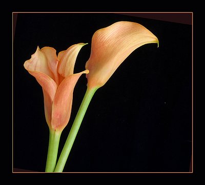 Orange Callas