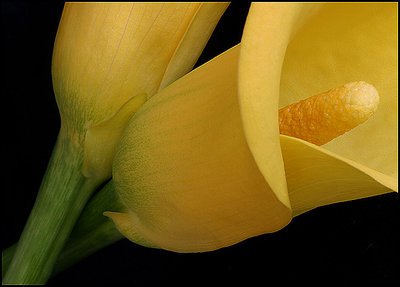 Calla Abstract