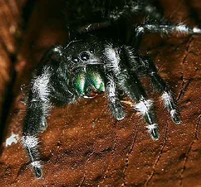 Jumping Spider"Blackie"