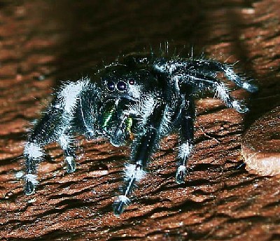 Jumping Spider"Blackie"