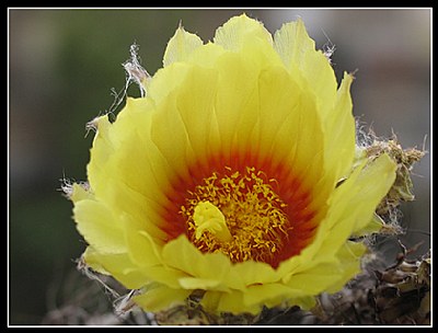 cactus flower