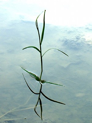 dancing grass...