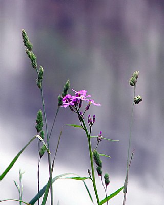 Spencer Falls - flowers
