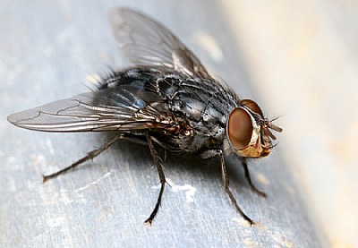 Calliphora vicina