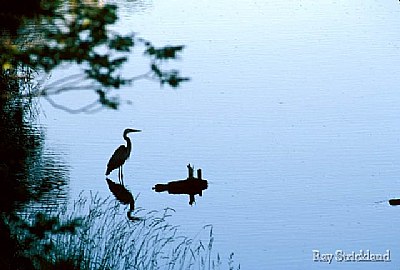 Blue Heron