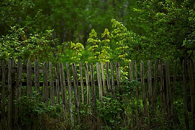 fence