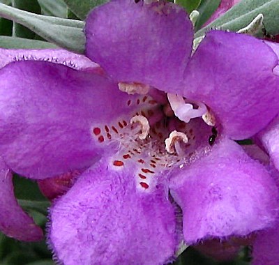 Texas Sage Up Close