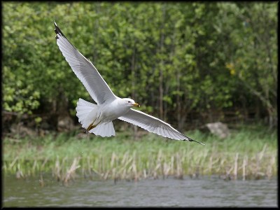 Ring-billed Gull