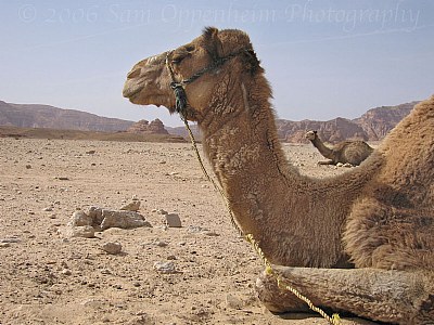 Bedouin Camels