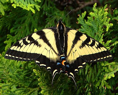 Swallowtail