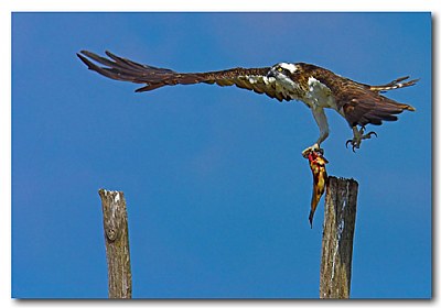 falco pescatore con pesce