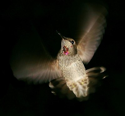 Anna's Hummingbird LIL" Red