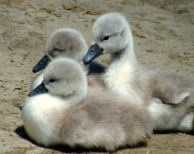 baby swans