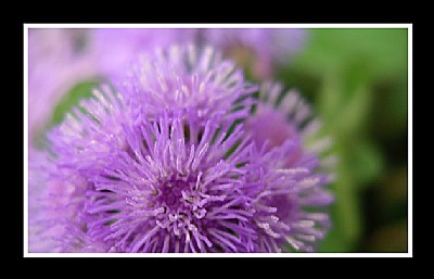 Purple Fluffy Flower