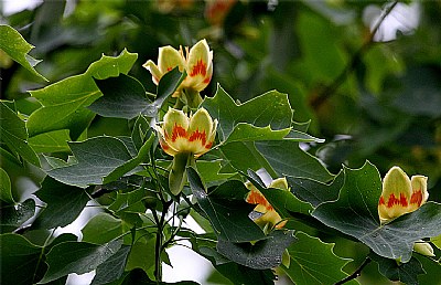 tulip poplar