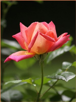 A Rose is a Rose
