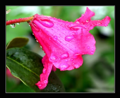 Rhody in the Rain