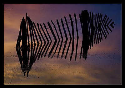 Forgotten Fence 