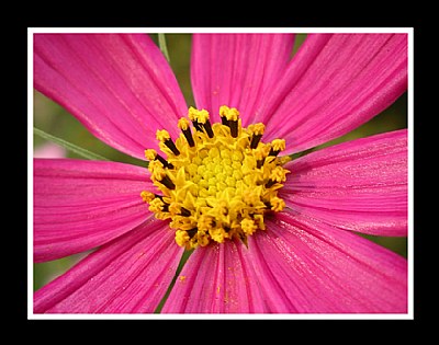Pink Petals with Yellow Center