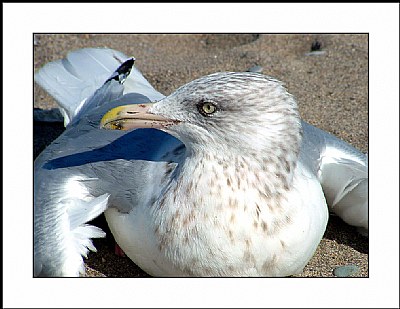 Grounded Gull