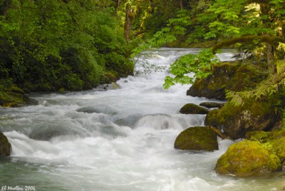 Tamahi Creek 1