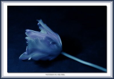 tulip blue