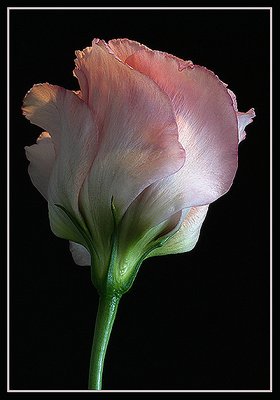 Lissiantha