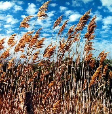 Virginian reeds