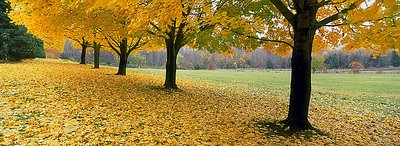 Lush Line of Yellow