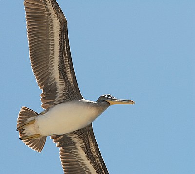 Wingspan