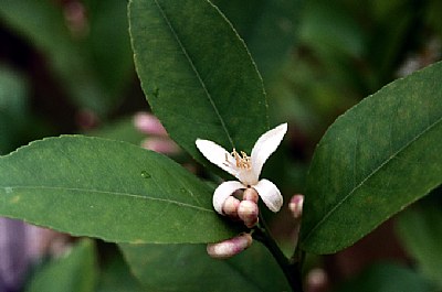 Lemon Blossom 1