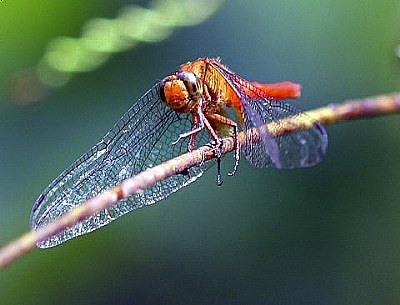 Dragon Fly in Action