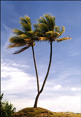 bi-palm