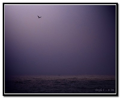 Foggy Pelican 