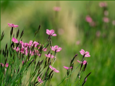 flower bed