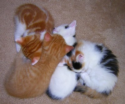 Kitten pile!
