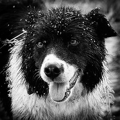 border collie farm dog portrait