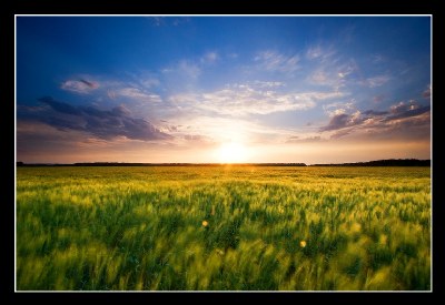 A Wheatfield Sunset