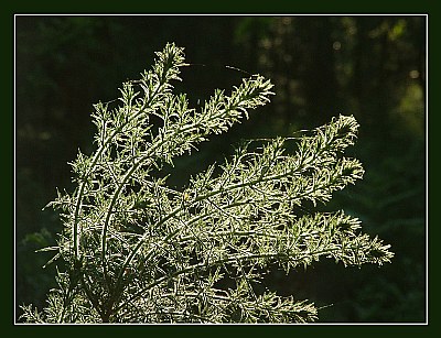 Of Gorse