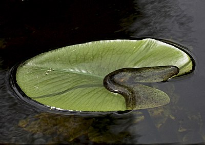 Leaf in water