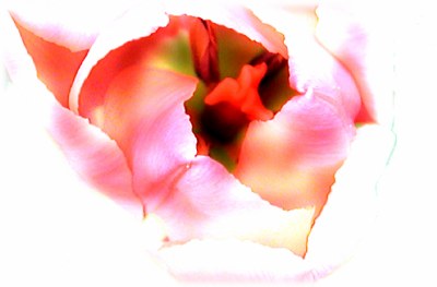 Tulip