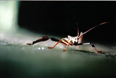 Bug