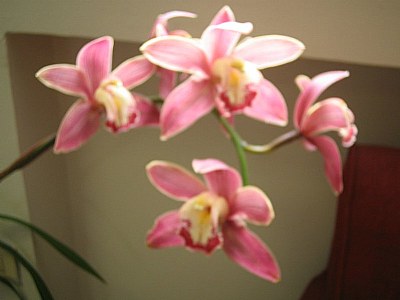 Orquideas B