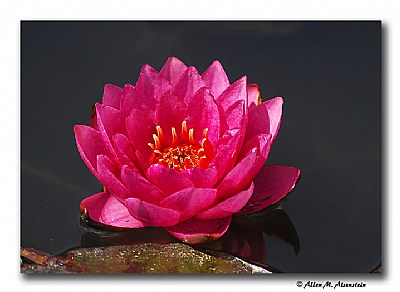 Red Waterlily (d269)