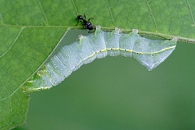 Copper Underwing Caterpillar