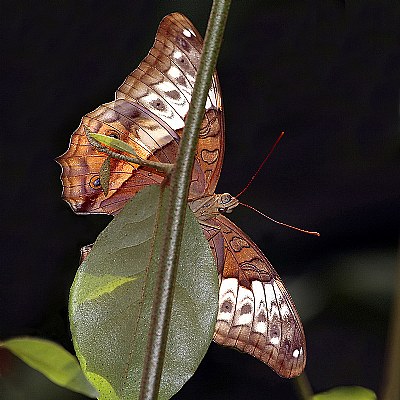 Female Cruiser Butterfly.