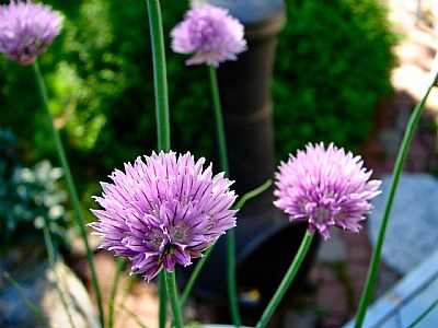 Leona's Chives