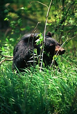 Black Bear