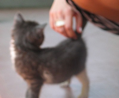 Caress