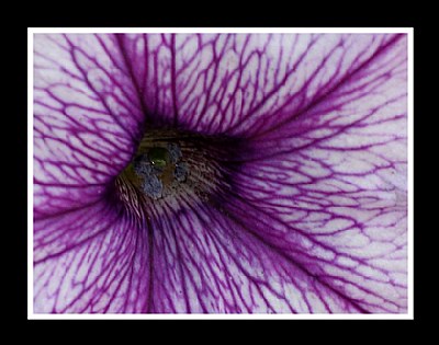 Wet Violet Flower Veins